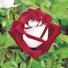 50 PCS Seeds New 'Zampa' Dust Rose Bi-Color Bonsai Flowers