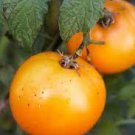 300 PCS Seeds New Japanese Big Yellow Tomato 'Golden Peach' 300 PCS Seeds New Japanese Big Yellow Tomato 'Golden Peach'