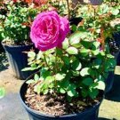 50 PCS Seeds New Kathy Wade Hybrid Rose Shrub Bonsai Flowers