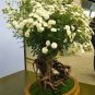 50 PCS Seeds New Kathy Wade Hybrid Rose Shrub Bonsai Flowers