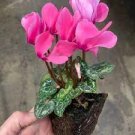 5 PCS Seeds New Light Pink Plicated Cyclamen with Red Edge Flower 5 PCS Seeds New Light Pink Plicated Cyclamen with Red Edge Flower
