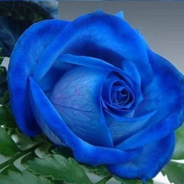 50 PCS Seeds New Midnight Supreme Dark Blue Rose Bush Flower