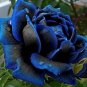 50 PCS Seeds New Midnight Supreme Dark Blue Rose Bush Flower