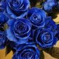 50 PCS Seeds New Midnight Supreme Dark Blue Rose Bush Flower