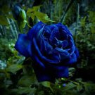 50 PCS Seeds New Midnight Supreme Rose Bush Flower