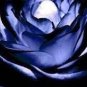 50 PCS Seeds New Midnight Supreme Rose Bush Flower