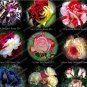 50 PCS Seeds New Midnight Supreme Rose Pink Rose Red Strip Fichier Rose