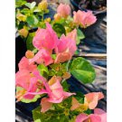 50 PCS Seeds New Mix-color Bougainvillea Santa Rita Bonsai Flowers