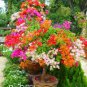 50 PCS Seeds New Mix-color Bougainvillea Santa Rita Bonsai Flowers