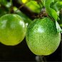 30 PCS Seeds New Passiflora Edulis Passion Fruit