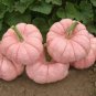 10 PCS Seeds New Pink Pumpkin Vegetables