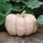 10 PCS Seeds New Pink Pumpkin Vegetables