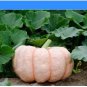 10 PCS Seeds New Pink Pumpkin Vegetables
