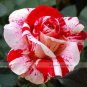 50 PCS Seeds New Pink Rose Red Strip Shrub Flower