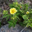 100 PCS Seeds New Potentilla Fruticosa 100 PCS Seeds New Potentilla Fruticosa