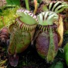 100 PCS Seeds New Potted blue Cephalotus follicularis 100 PCS Seeds New Potted blue Cephalotus follicularis