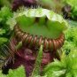 100 PCS Seeds New Potted blue Cephalotus follicularis