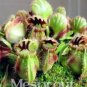 100 PCS Seeds New Potted blue Cephalotus follicularis