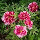 5 PCS Seeds New Pure Pink Curly Tree Peony Flower
