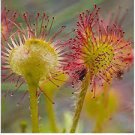 100 PCS Seeds New Rare Colorful Drosera Peltata Potted Plant