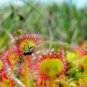 100 PCS Seeds New Rare Colorful Drosera Peltata Potted Plant