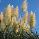 100 PCS Seeds New Rare Colorful Pampas Grass