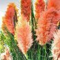 100 PCS Seeds New Rare Colorful Pampas Grass
