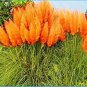 100 PCS Seeds New Rare Colorful Pampas Grass