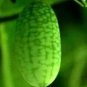 8 PCS Seeds New Rare Green Mini Thumb Organic Watermelon
