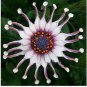 50 PCS Seeds New Rare Hierloom Trailing African Daisy