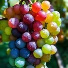 15 PCS Seeds New Rare Rainbow F5 Hybrid Grape Seedling 15 PCS Seeds New Rare Rainbow F5 Hybrid Grape Seedling