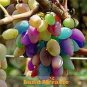 15 PCS Seeds New Rare Rainbow F5 Hybrid Grape Seedling