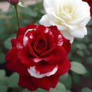 50 PCS Seeds New Rare Red White Rose Flower Tree 50 PCS Seeds New Rare Red White Rose Flower Tree