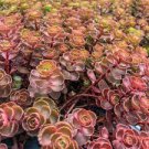 100 PCS Seeds New Rare Sedum Dragons Blood Stonecrop Sedum Spurium 100 PCS Seeds New Rare Sedum Dragons Blood Stonecrop Sedum Spurium