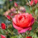 50 PCS Seeds New Red Rose with Light Pink Strip Chinese Rose Shrub Flower