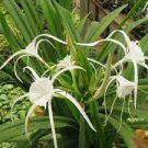 100 PCS Seeds New Rare Spider Lily Bonsai Rare Lilium Brownii Flower 100 PCS Seeds New Rare Spider Lily Bonsai Rare Lilium Brownii Flower