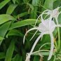 100 PCS Seeds New Rare Spider Lily Bonsai Rare Lilium Brownii Flower