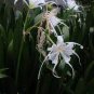 100 PCS Seeds New Rare Spider Lily Bonsai Rare Lilium Brownii Flower