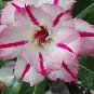 2 PCS Seeds New Release 'Diamond' Light Pink Double Flowers Red Stripe Adenium Obesum