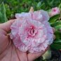 2 PCS Seeds New Release 'Diamond' Light Pink Double Flowers Red Stripe Adenium Obesum