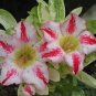 2 PCS Seeds New Release 'Diamond' Light Pink Double Flowers Red Stripe Adenium Obesum
