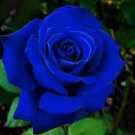 50 PCS Seeds New Rosen Samen Blue Rose Seeds Gothic Gardenin