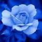 50 PCS Seeds New Rosen Samen Blue Rose Seeds Gothic Gardenin