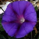 50 PCS Seeds New Star of Yelta Morning Glory Flower