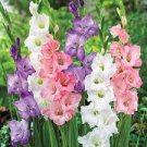 50 PCS Seeds New Variety Pink White Gladious Sword Lily Perennial