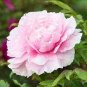 50 PCS Seeds New Variety Pink White Gladious Sword Lily Perennial