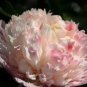 50 PCS Seeds New Variety Pink White Gladious Sword Lily Perennial