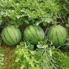 10 PCS Seeds New Variety Plant Blue Watermelon Seeds Vegetable Organic Gardening 10 PCS Seeds New Variety Plant Blue Watermelon Seeds Vegetable Organic Gardening