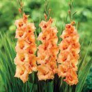 50 PCS Seeds New Variety Pink White Gladious Sword Lily Perennial