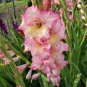 50 PCS Seeds New Variety Pink White Gladious Sword Lily Perennial